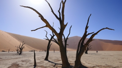 Deadvlei Sossusvlei Namibia (Alexander Mirschel)  Copyright 
License Information available under 'Proof of Image Sources'